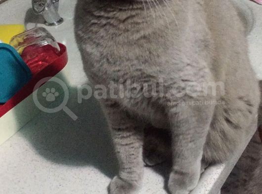 Yavrumuza Çok Aci̇l Ev Araniyo görsel