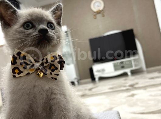 Safkan Bri̇ti̇sh Shorthai̇r Blue Poi̇nt 2 Aylik Di̇şi̇ görsel