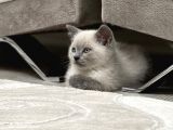 Safkan Bri̇ti̇sh Shorthai̇r Blue Poi̇nt 2 Aylik Di̇şi̇