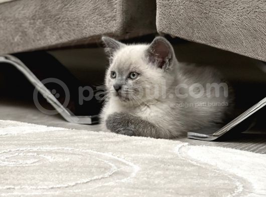 Safkan Bri̇ti̇sh Shorthai̇r Blue Poi̇nt 2 Aylik Di̇şi̇ görsel