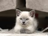 Safkan Bri̇ti̇sh Shorthai̇r Blue Poi̇nt 2 Aylik Di̇şi̇