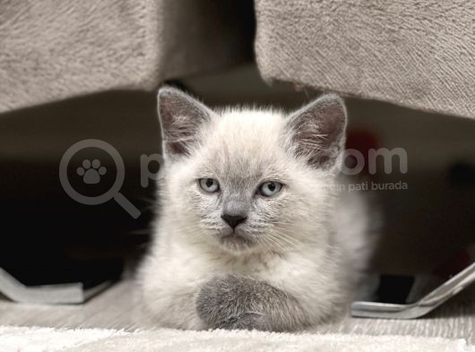 Safkan Bri̇ti̇sh Shorthai̇r Blue Poi̇nt 2 Aylik Di̇şi̇ görsel