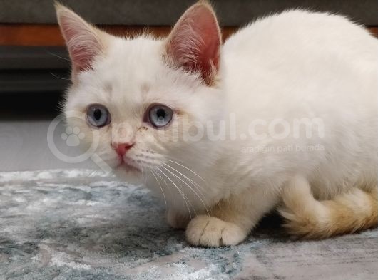 6 Aylık Erkek Kedimizi Sahiblendiriyoruz görsel