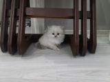Dişi Ve Erkek Yavrularım 2 Aylıktır Bilgi Için Arayınız