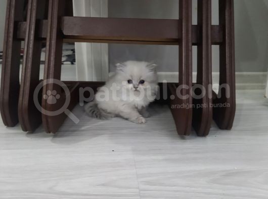 Dişi Ve Erkek Yavrularım 2 Aylıktır Bilgi Için Arayınız görsel