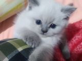 Dişi Ve Erkek Yavrularım 2 Aylıktır Bilgi Için Arayınız