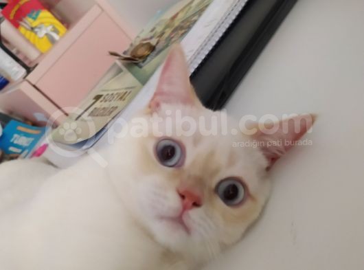 6 Aylık Erkek Kedimizi Sahiblendiriyoruz görsel