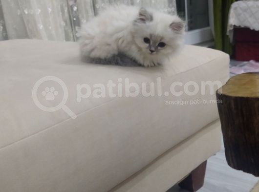 Dişi Ve Erkek Yavrularım 2 Aylıktır Bilgi Için Arayınız
