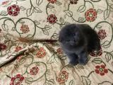2 Aylık Dişi Scottish Fold