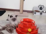 British Shorthair Safkan Bluepoint Bebek
