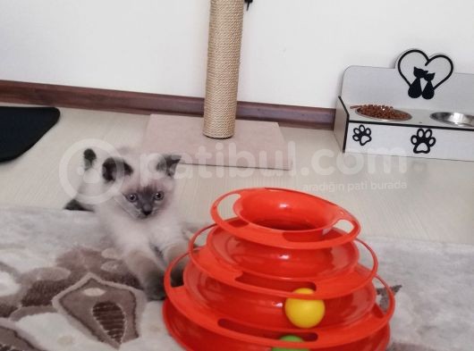 British Shorthair Safkan Bluepoint Bebek görsel