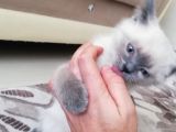 British Shorthair Safkan Bluepoint Bebek