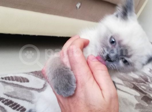 British Shorthair Safkan Bluepoint Bebek görsel