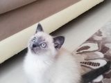 British Shorthair Safkan Bluepoint Bebek