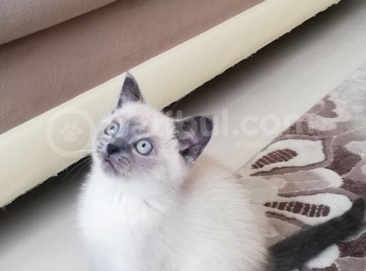 British Shorthair Safkan Bluepoint Bebek görsel