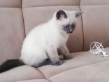 British Shorthair Safkan Bluepoint Bebek