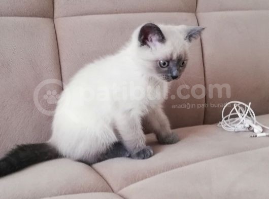 British Shorthair Safkan Bluepoint Bebek görsel