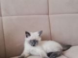 British Shorthair Safkan Bluepoint Bebek
