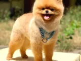 SCR Belgeli, Microchipli, A Kalite Pomeranian BOO