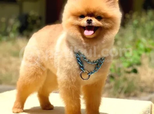 Scr Belgeli, Microchipli, A Kalite Pomeranian Boo