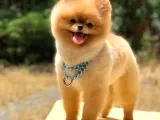 Scr Belgeli, Microchipli, A Kalite Pomeranian Boo