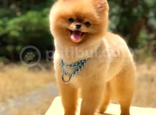 Scr Belgeli, Microchipli, A Kalite Pomeranian Boo görsel