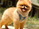 Scr Belgeli, Microchipli, A Kalite Pomeranian Boo