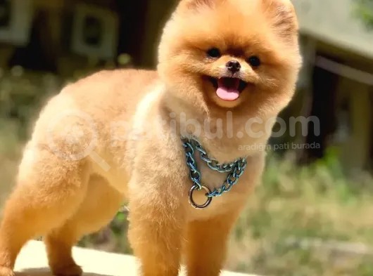 Scr Belgeli, Microchipli, A Kalite Pomeranian Boo görsel