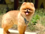 Scr Belgeli, Microchipli, A Kalite Pomeranian Boo