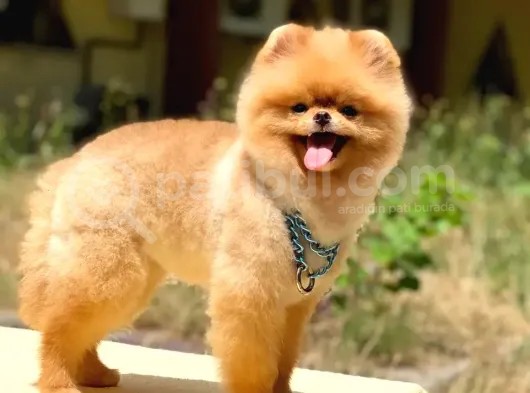 Scr Belgeli, Microchipli, A Kalite Pomeranian Boo görsel