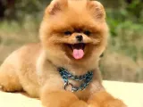 Scr Belgeli, Microchipli, A Kalite Pomeranian Boo