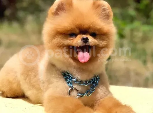 Scr Belgeli, Microchipli, A Kalite Pomeranian Boo görsel