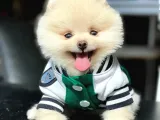 Gülen Surat Pomeranian Boo Bebeğim Willian