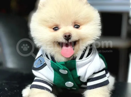 Gülen Surat Pomeranian Boo Bebeğim Willian
