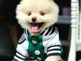 Gülen Surat Pomeranian Boo Bebeğim Willian