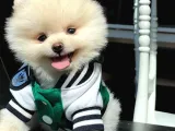 Gülen Surat Pomeranian Boo Bebeğim Willian