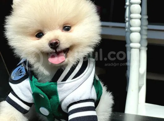 Gülen Surat Pomeranian Boo Bebeğim Willian görsel