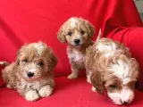 Poodle Ayarında F1 Maltipoo Yavrularımız