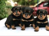 A Class Macar Rottweiler