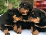 A Class Macar Rottweiler
