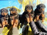 A Class Macar Rottweiler