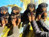 A Class Macar Rottweiler