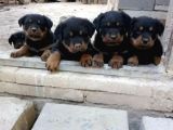A Class Macar Rottweiler