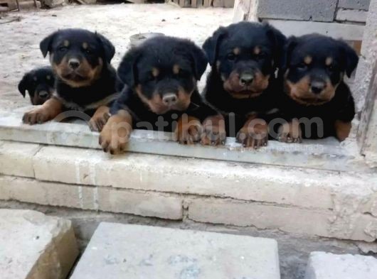 A Class Macar Rottweiler