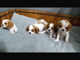 King Charles Caveliar Yavrular