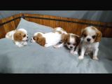 King Charles Caveliar Yavrular