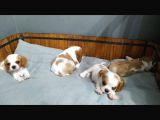 King Charles Caveliar Yavrular