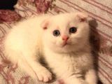 Scottish Fold Dişi Beyaz Mavi Kehribar Gözlü