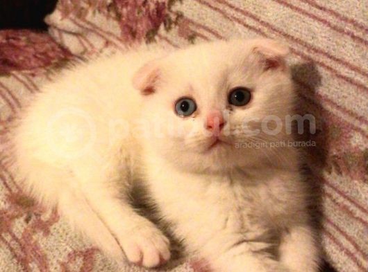 Scottish Fold Dişi Beyaz Mavi Kehribar Gözlü görsel