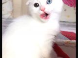 Scottish Fold Dişi Beyaz Mavi Kehribar Gözlü